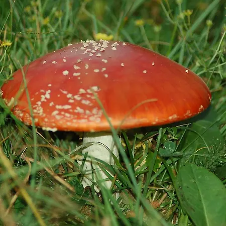 Appartamento Borda Falceto