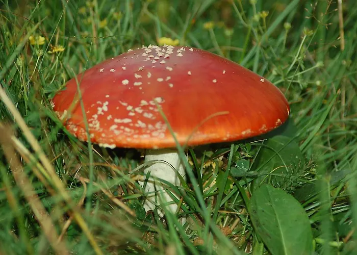 Apartamento Borda Falceto